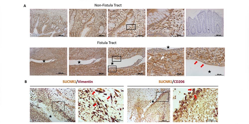 Article in Cells