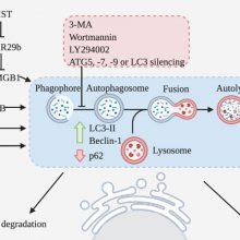 Review in Journal of Pathology