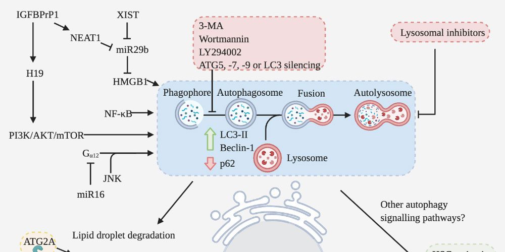 Review in Journal of Pathology