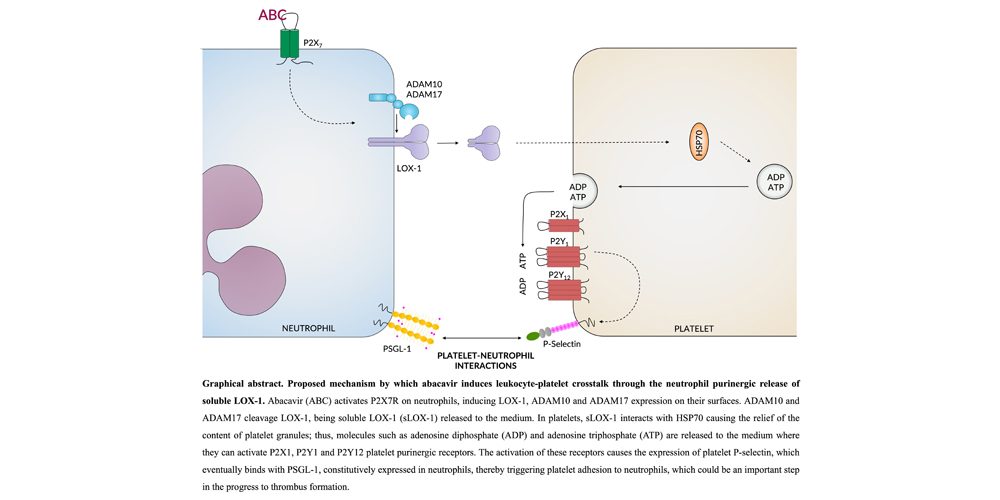 Nuevo artículo publicado en el British Journal of Pharmacology
