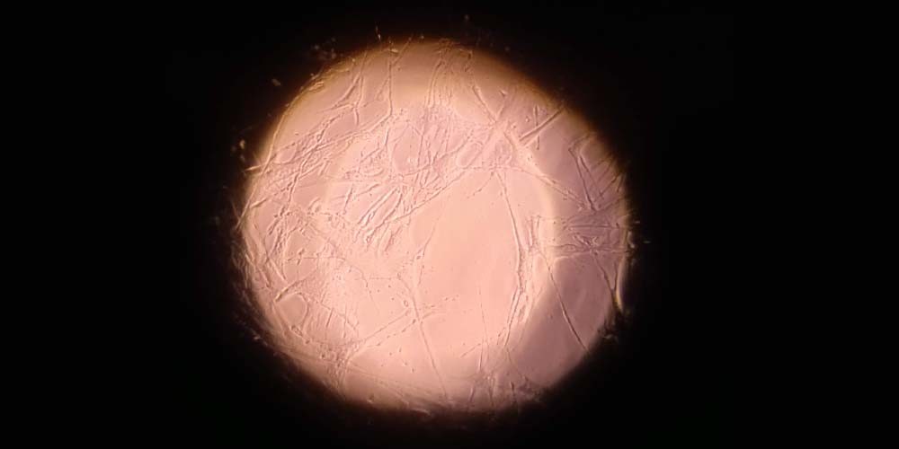 New article in J Steroid Biochem Mol Biol