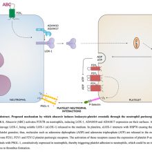 Nuevo artículo publicado en el British Journal of Pharmacology