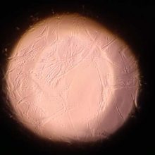 Nueva publicación en J Steroid Biochem Mol Biol
