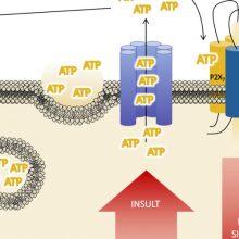 Review article in International Journal of Molecular Sciences