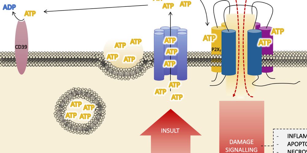 Review article in International Journal of Molecular Sciences